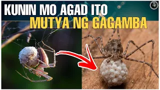 KUNIN MO AGAD ITO ISANG MABISANG GAMIT -MUTYA NG GAGAMBA | Bhes Tv