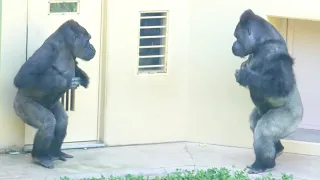 Silverback is very happy to make up with his son.｜Shabani Group