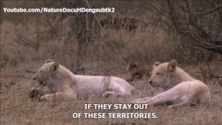 Cute Animals White Lions  Royal Family   Wild Lion Documentary