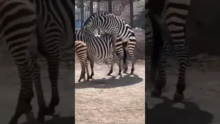 zebra 🦓 Mating