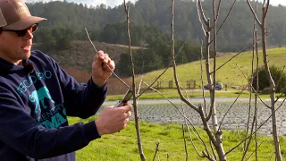 Winter Pruning of Apple Trees in a 500 Tree Orchard at 5th Crow Farm