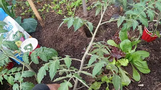 How To Transplant The World's 🌎 BEST Tomato Starts 😱