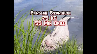 [♣Rf4] Persischer Stör Drill | Persian Sturgeon 75 Kg [Russian Fishing 4]