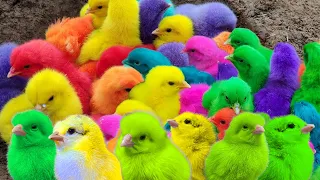 World Cute Chickens, Colorful Chickens, Rainbows Chickens, Cute Ducks, cute Cats ,cute animals#362