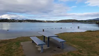 Australian Sea Eagle