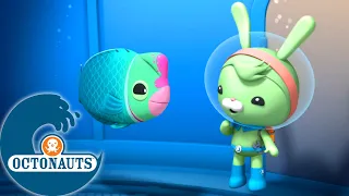 Octonauts - Le perroquet à bosse et l'anguille de mer | Dessins animés pour enfants