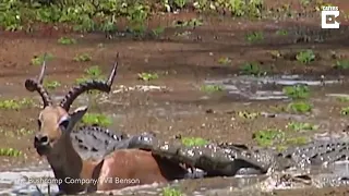 Impala Escapes From Crocodile