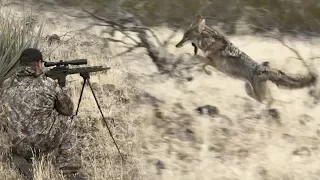 Coyote Hunting Tips + Calling Coyotes Into Attack Range + Predator Dogs Dirt Nap