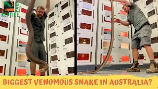 Is This Australia's Largest Venomous Snake? | Australian Reptile Park