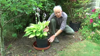 Filling gaps with Container Plants | Garden Ideas | Peter Seabrook