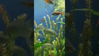 green fish#youtubeshorts#viralvideo  #viral #fish#shorts