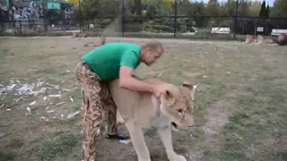 Львица Лейла научилась выполнять команду ЛОЖИСЬ !