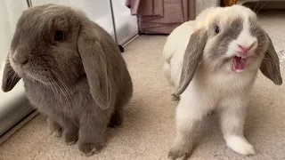 Mini Lop Rabbits | Holland Mini Lop Bunnies Playing