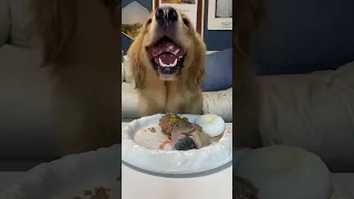 Golden Retriever immerses himself in eating thick-cut beef tongue#eat broadcast #eatinsounds #shorts