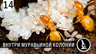Что будет если потревожить колонию муравьев? Как будут вести себя муравьи. Наблюдаю под микроскопом
