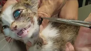 Botfly Larva Removal From Animals (Kittens, Rabbit, Squirrel)