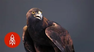 Strong, Swift, Sharp: The Powerful Golden Eagle