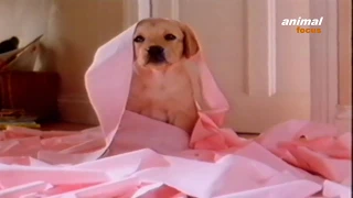 Andrex Toilet Tissue - Puppy runs off with toilet roll