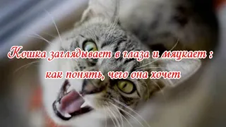 Кошка заглядывает в глаза и мяукает: как понять, чего она хочет Questions about the cat