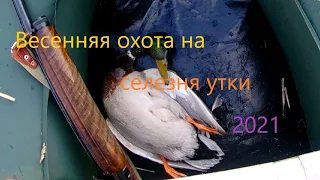 Весенняя охота на селезня утки с профилями 2021