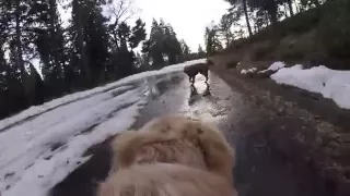 Golden Retriever winter hike in the Seirra