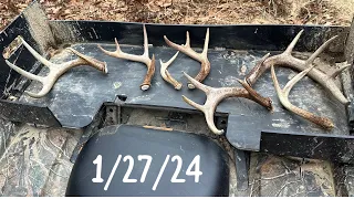 Shed hunting 2024: January 27th Antlers are starting to drop in NW PA!