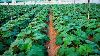 Increíble cultivo de calabacín.  Guía perfecta paso a paso