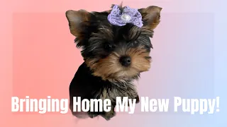 Bringing Home My New Yorkie Puppy! | First Day Home | Vlog