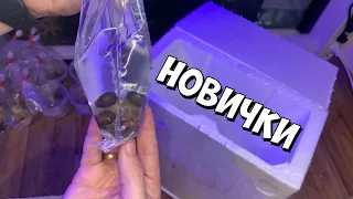 Новые кораллы | Зоаниусы и политойи | Морской аквариум