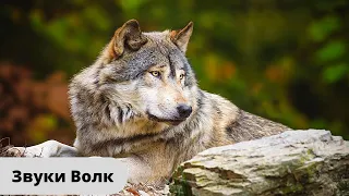 Звуки волков / Вой и рычание волка / Вой волка / Howl of the wolf