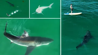 Best Great White Shark Drone Footage of 2023 (Narrated) 4K