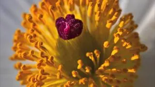 Wild in Arizona Wildflowers