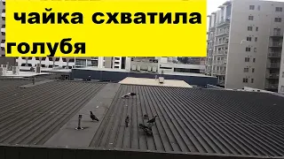 ЧАЙКА СХВАТИЛА ГОЛУБЯ.