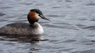 Ham Wall - Great-Crested Grebe