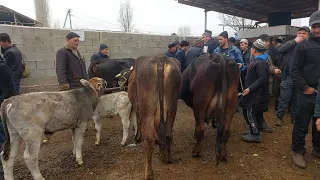 Yangiqõrģon tumani Begabod Mol bozori ģunajinlar VA sigirlar narhlari bilan tanishing 9.03.2024yil