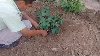 Mini área de cultivo de camote en el patio de tu casa 🌱😉