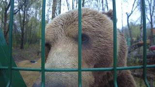 С медведем давно не виделись, надо всего обнюхать.