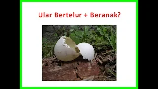 Video Ketika Ular Bertelur dan Beranak