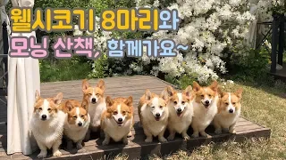 Would you like to take a morning walk with us? / Eight Welsh Corgi's Daily routine(1)
