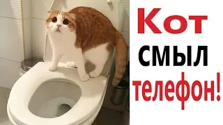 Лютые приколы. КОТ СМЫЛ ТЕЛЕФОН! СМЕШНЫЕ КОТЫ! РЖАКА ДО СЛЁЗ - Domi Show