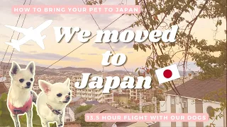 MOVING TO JAPAN / How To Bring Your Pet To Japan / Long Flight With Dog In Cabin