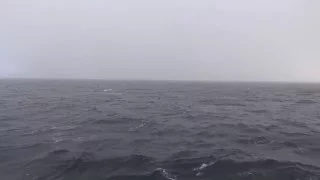 Пастбище уток  в проливе Лаперуза.  ducks grazing in La Perouse Strait.