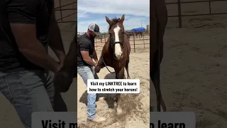 This #horse has a huge shoulder release with this #chiropractic #adjustment! You know this had to fe
