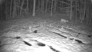 deer in the snow