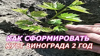 Как сформировать куст винограда весной на 2 год