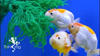 Breeding Goldfish with Spawning Mop