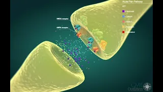 An Animated Look at Acute and Chronic Pain Pathways