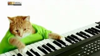 keyboard cat pistachios