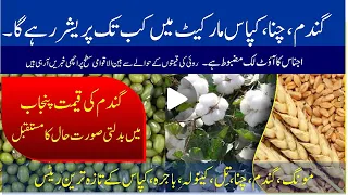 Cotton Futures price | Wheat report in punjab future | moong price | how earn mony | Bashir Sandhila