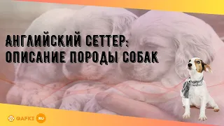 Английский сеттер: описание породы собак